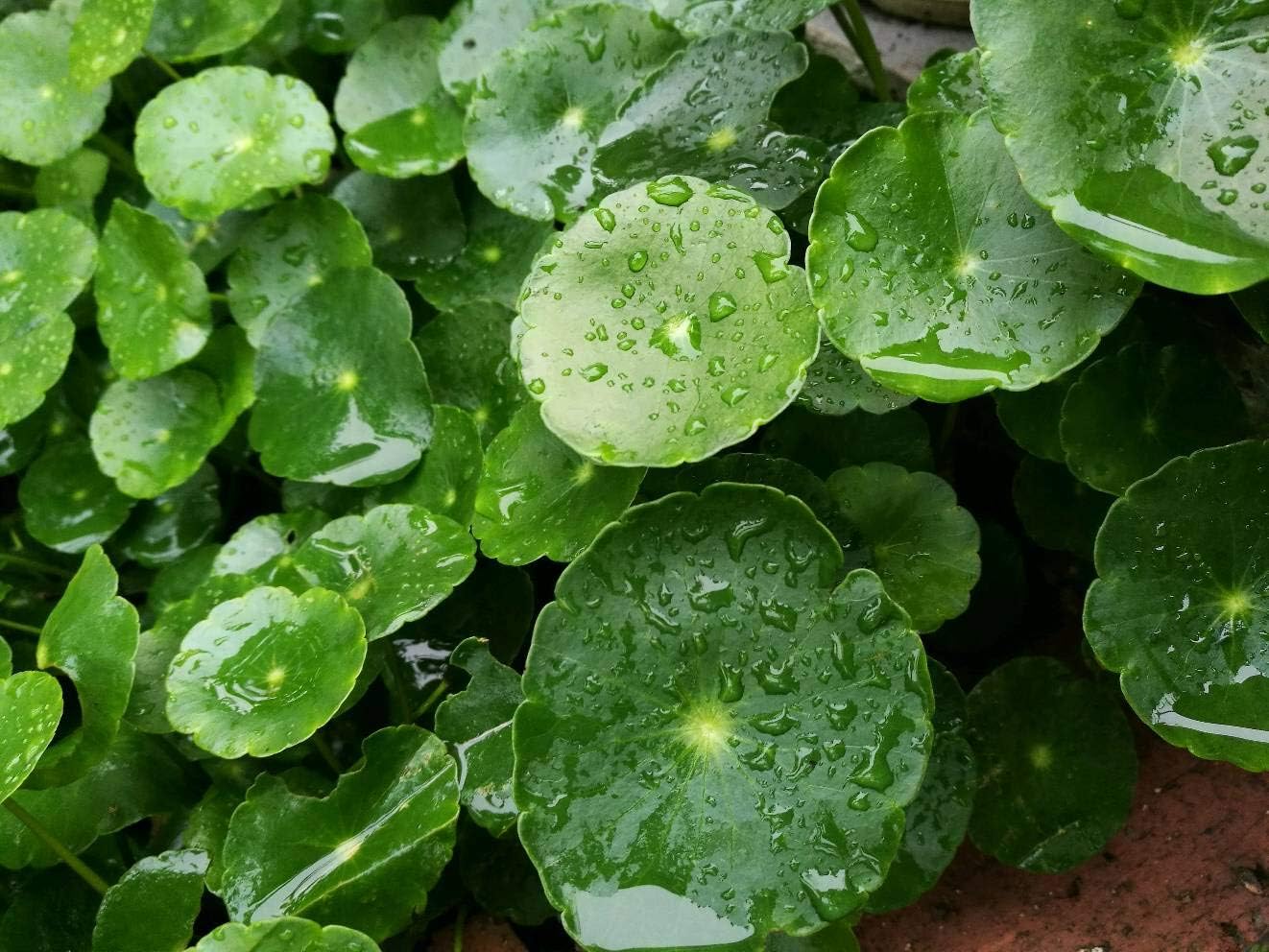 Copper Grass Pilea Seeds Cold Water Flower Seeds Indoor Outdoor Pot