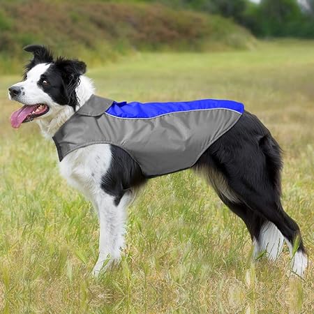 border collie jacket
