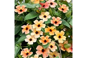 Outsidepride Spanish Eyes Thunbergia Black Eyed Susan Seeds - 10 Pcs Annual, Climbing Vine Flower Seeds for Planting Peachy Gold Blooms for Low Maintenance Gardens, Containers, Trellis & Fences