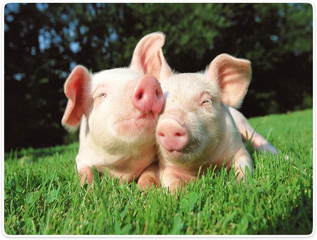 Best Blanket Ladder For Kids