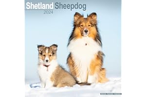 Shetland Sheepdog Calendar - Sheltie - Dog Breed Calendars - 2023 - 2024 wall calendars - 16 Month by Avonside