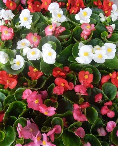 Amazon 特選花苗セット販売 ベゴニア センパフローレンス ミックス ４０ポットセット ３号 まとめ売り 花