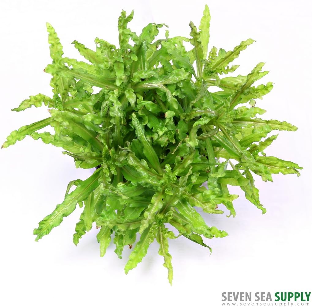 Dennerle Pogostemos Helferi Downoi in Vitro Plant