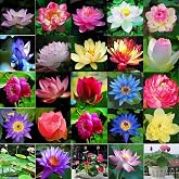 160pcs Mixed Color Bowl Lotus Seeds for Planting - Non-GMO Bonsai Lotus, Water Lily Flower, Easy-Grow Aquatic Plants for Ponds, Water Gardens, and Indoor/Outdoor Spaces