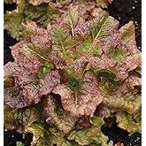 2000 Red Sails Leaf lettuce seeds for planting 4+ grams of seeds Non GMO Heirloom Garden Vegetable Survival Baby greens Bulk