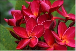 Hawaiian Red Ula ula Plumeria Frangipani Plant Cutting 1 Pk 9"-12" PN9, Live Tropical Indoor Outdoor Plants. Discount Hawaiian Gifts