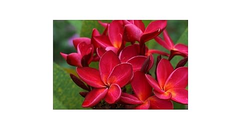 Hawaiian Red Ula Plumeria Cutting - Premium Big Island Lei Flower ...