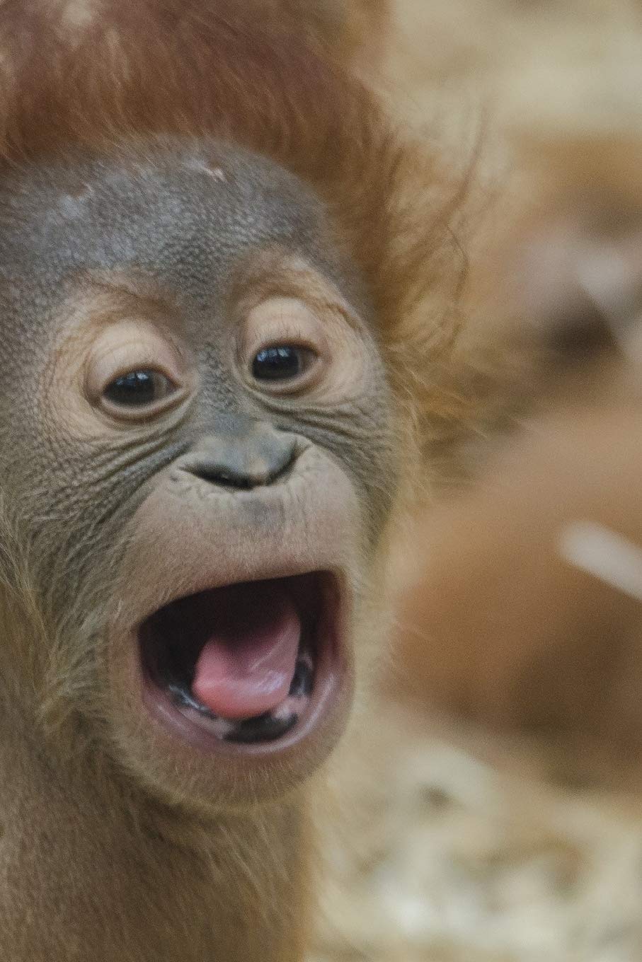 Cute Primates