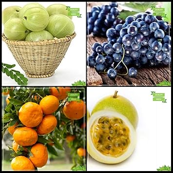 Buy Ohhsome Gardening Seed Combo Tree Seeds Indian Gooseberry