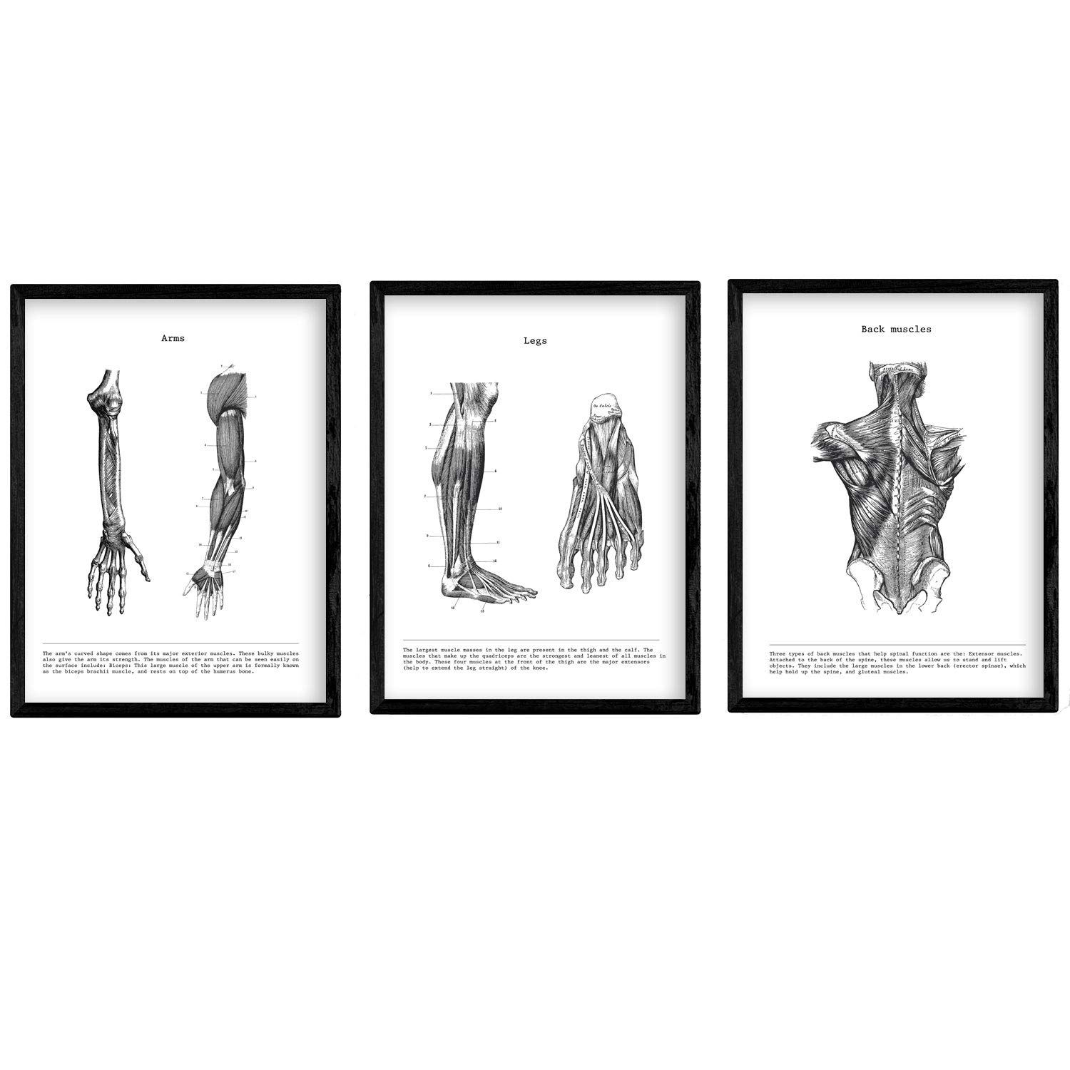 Nacnic Set of 3 Human Anatomy Prints | Vintage style wall decoration of Arms, Back muscles and Legs | Black and White Posters of Human Body Parts | A4 size | Decor for room, walls, office, shops