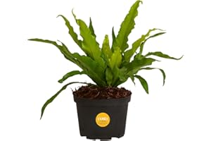 Costa Farms Bird's Nest Fern Live Plant in Plastic Pot, Air Purifying Indoor Houseplant, Perfect for Home, Room, or Office Decor, Great House Warming or Birthday Gift, 12-18 Inches Tall