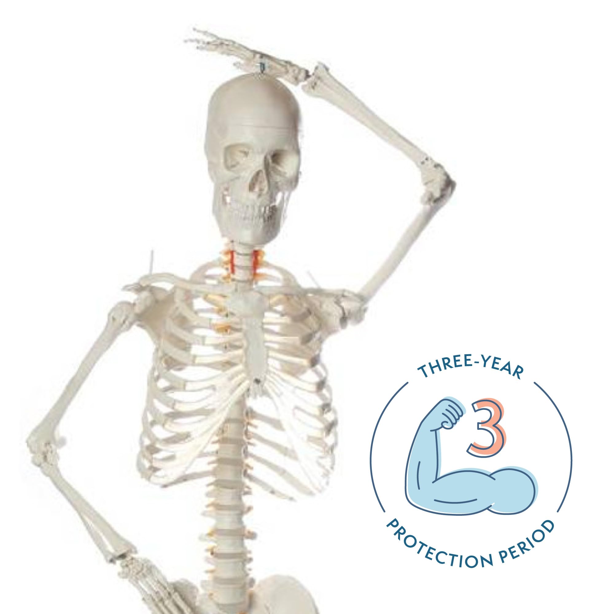 Mua Flexible Life-Size Skeleton Anatomical Model Bundle, 5' 6 ...