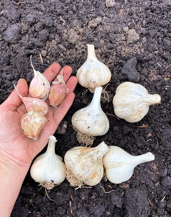 Mix Garlic Bulbs for Planting Outdoors 4 Types of Garlic Purple Italian, Chesnok Garlic, White