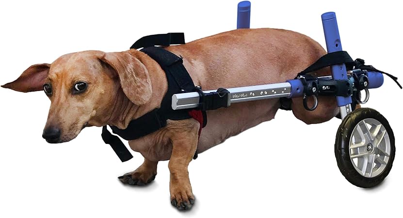silla de ruedas para perros amazon