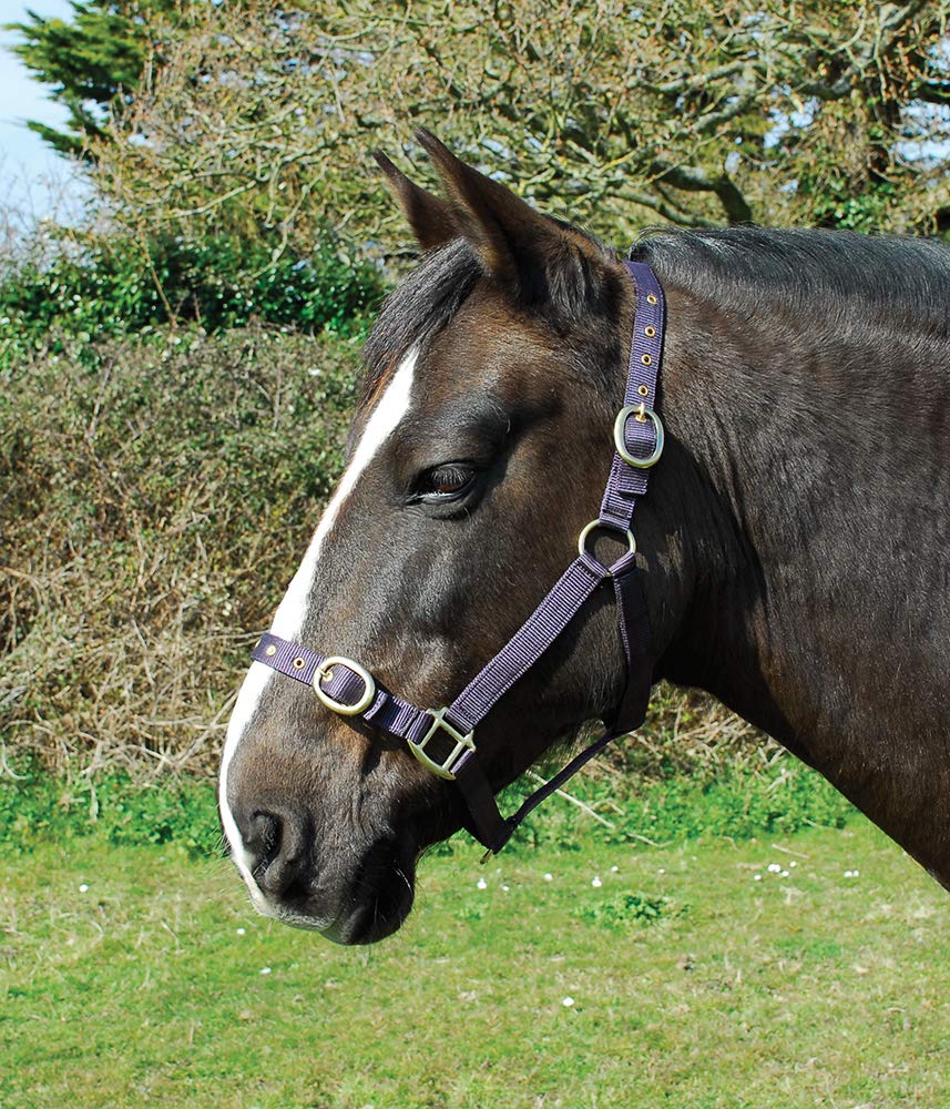 Rhinegold Nylon Headcollar - Cob - Plum — image 1