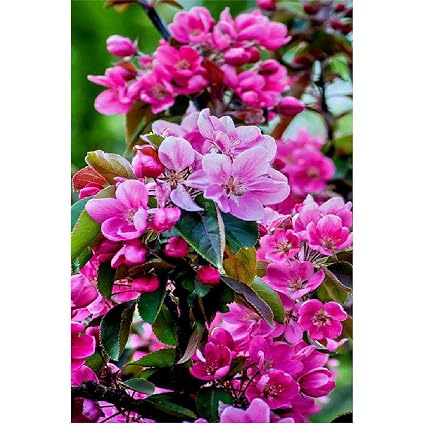 Twyydp Puzzle 1000 Pièces Bois Arbre De Fleur Rouge Rose