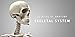 Skeletal System - 3D Anatomy