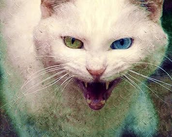 Advlook Jouets Peinture A L Huile Numerique Par Numeros Chat Angora Turc En Colere Animal Adultes Enfants Debutant Dessin A La Main Sur Toile A Colorier Diy Art Educatif Explorer 40x50cm Sans Cadre