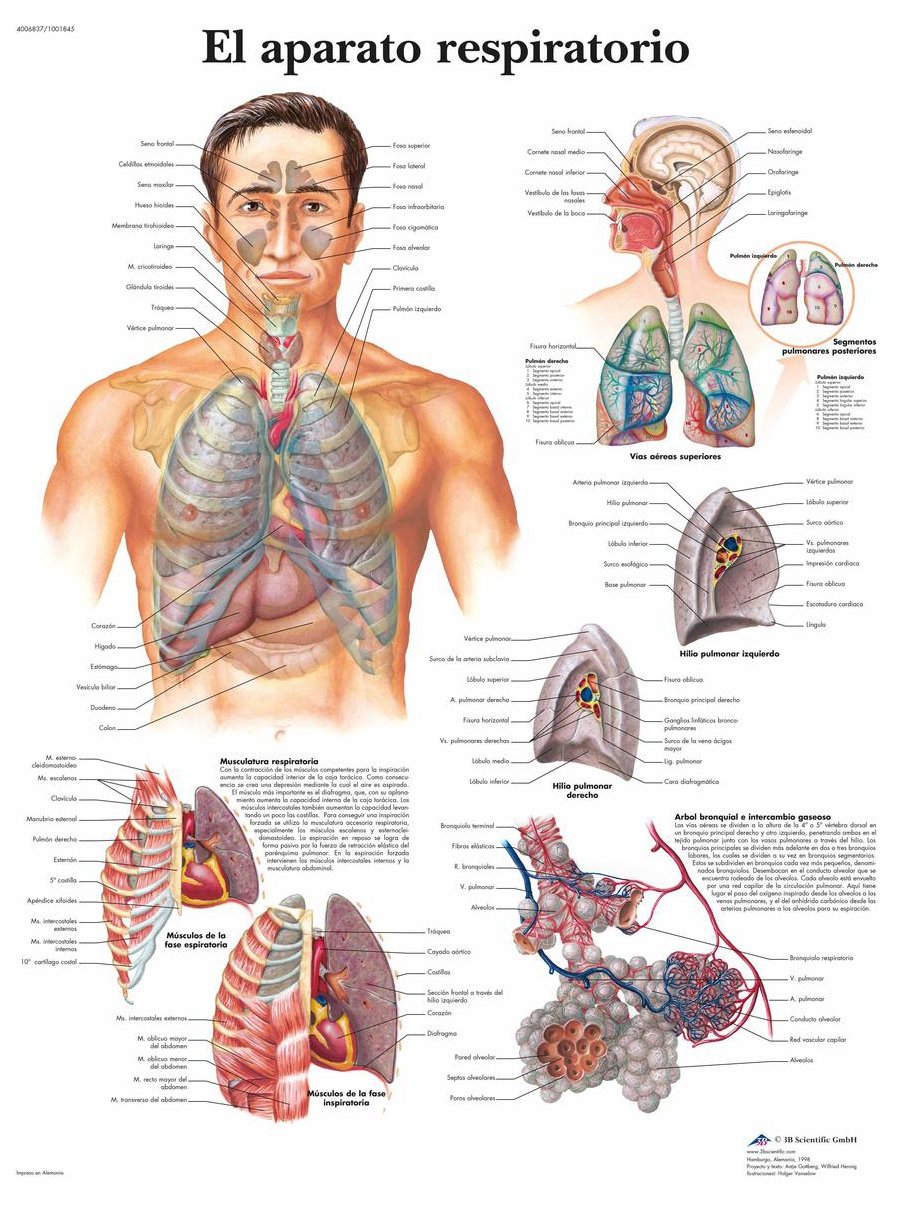 3B Scientific VR3322UU Printed on paper, the respiratory device