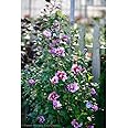 Purple Pillar Rose of Sharon (Hibiscus) Live Shrub, Purple Flowers, 1 Gallon