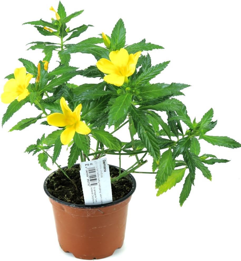 Heilpflanze Aus Nachhaltigem Anbau Frische Qualitat Aus Der Gartnerei Damiana Pflanze