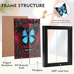 Real Butterfly Framed Butterfly Taxidermy