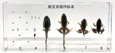 Amazon 透明標本制作所 樹脂封入 標本 カエル成長観察 オタマジャクシ 蛙 両生類 爬虫類 虫 実物 本物 生物 昆虫 観察 生体 剥製 文鎮 アクリル封入 レジン 生物 動物 人体 おもちゃ