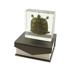 REALBUG Turtle Specimen