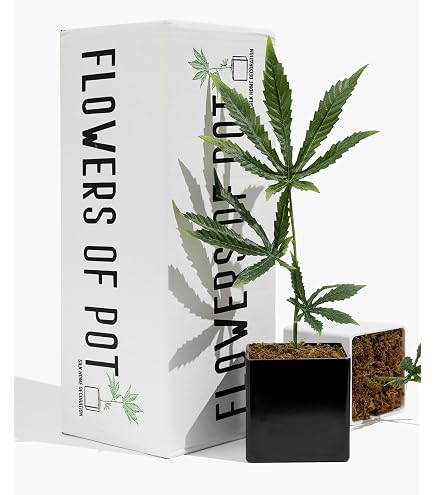 DecoBudz 人工大麻 Amazon.com: DecoBudz Artificial Cannabis Plant 2-Pack – Premium
