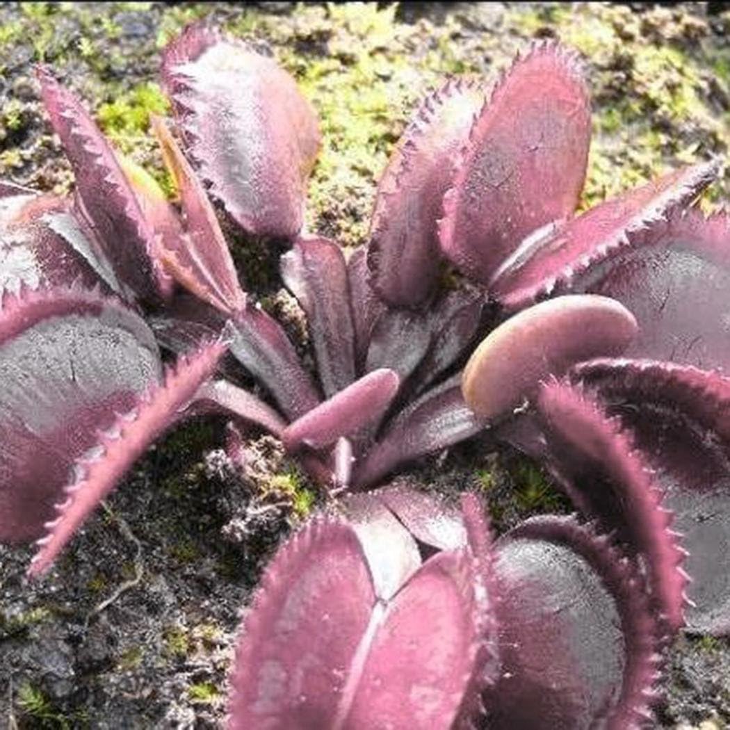 Acecor 50pcs Dionaea Muscipula Giant Clip Venus Flytrap Seeds Potted Flower Plant Seeds โฆ (Pink)