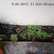 Huerto Urbano - Baby leaves Hojas Verdes - Batlle: Amazon.es: Jardín