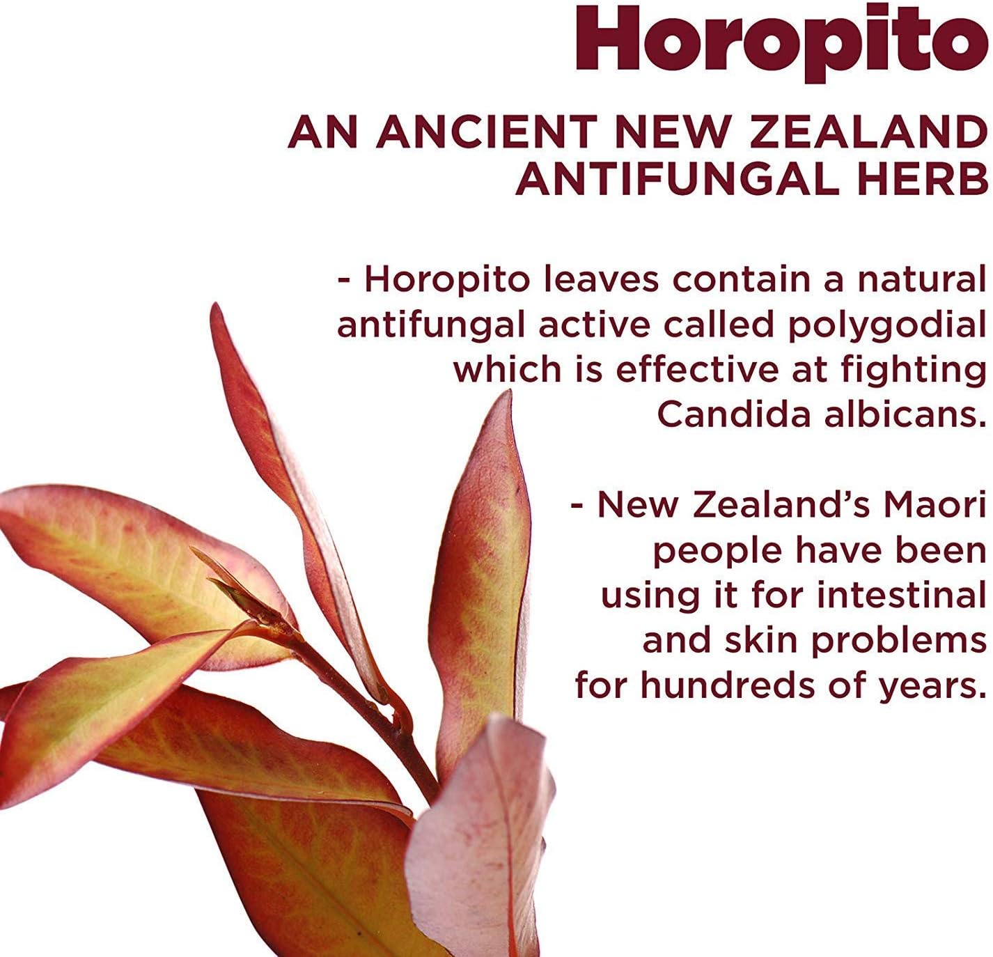 Kolorex Intimate Wash - Daily Herbal and pH-Balanced Feminine Wash Containing The New Zealand Herb Horopito, 250 ml - Image 5