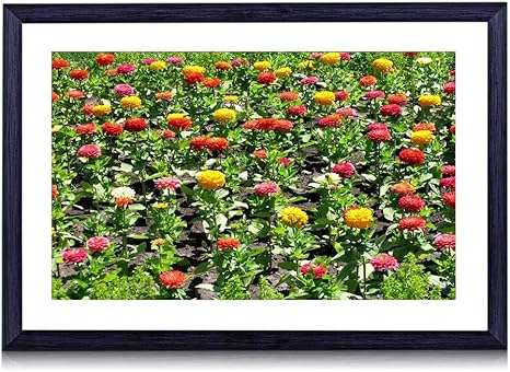 Amazon Co Jp 50cmx35cm 木製の黒色のフォトフレーム ジニア花花壇緑日当たりの良いカラフル 壁掛け 壁飾り 壁ポスター おしゃれ ウォールアート アートパネル 壁の絵 インテリア絵画 額縁 部屋飾り 装飾画 ホーム キッチン