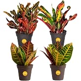 Costa Farms Croton, Live Indoor Plant, Easy Care, Home Decor | Bold multicolor foliage for bright rooms or patio. Ideal house