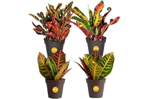 Costa Farms Croton Live Plants (4-Pack), Indoor and Outdoor Angel Croton Houseplants Potted in Nursery Pots, Grower’s Choice, Easy Care Tropical Plant for Home, Office, and Tabletop Decor