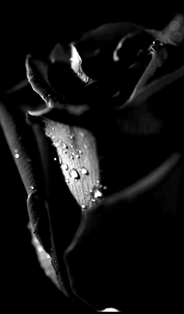 Black Flower for Android