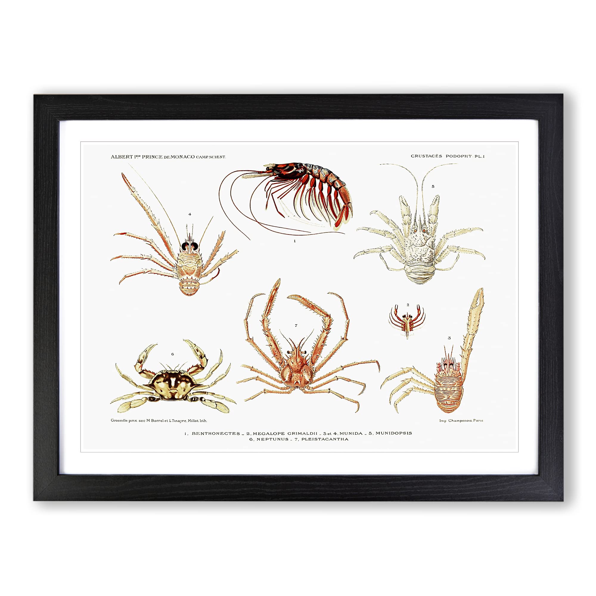 Crabs & Shrimps By Albert I Vintage Framed Print | A3 Black Framed Wall Art | Ready to Hang | Classic Animal Picture | Living Room Bedroom Lounge Office
