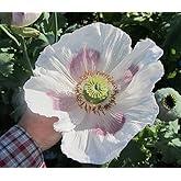 Caribou Seed Company | GIGANTHEMUM (Giant) Perennial Poppy | 350-400 Seeds | Pastel Blooms in Apricot, Gold, Tangerine, White