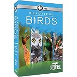 Nature: Beautiful Birds