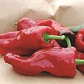Melrose Sweet Peppers Seeds (((50 Seed Packet))) (More Heirloom, Non GMO, Vegetable, Fruit, Herb, Flower Garden Seeds at Seed King Express)