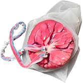 buyzg Placenta Umbilical Cord Anatomical Model Childbirth Education Doll | Life-Size Female Education Model with Both Amniotic Chorionic Membranes for Obstetrics Gynecology Midwifery Teaching