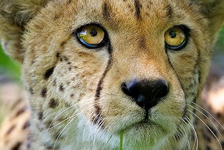 Amazon Co Jp A0 特大 ポスター チーターの顔の赤ちゃんの鼻のクローズアップ 壁紙ウォールステッカーポスター A0 11x841mm Generic