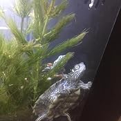 Amazon.com Pond Oxygenating Hornwort Bunch Plants Amazon.com Pond Oxygenating Hornwort Bunch Plants