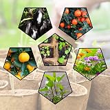 BIPY 50x 8cm Round Biodegradable Seed Pots for Seedlings Plant Labels Dibber view 5