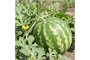 30 PCS Crimson Sweet Watermelon Seeds - Organic, Non-GMO Juicy & Sweet Perfect for Home Garden & Outdoor Planting (Kirin Cris