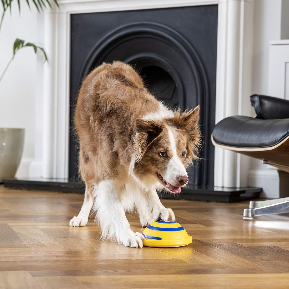 JML Woof Glider Dog Toy Squeak Soft Safe Indoor Disc Fun All Sizes