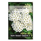 Sow Right Seeds - Common White Yarrow Seeds for
