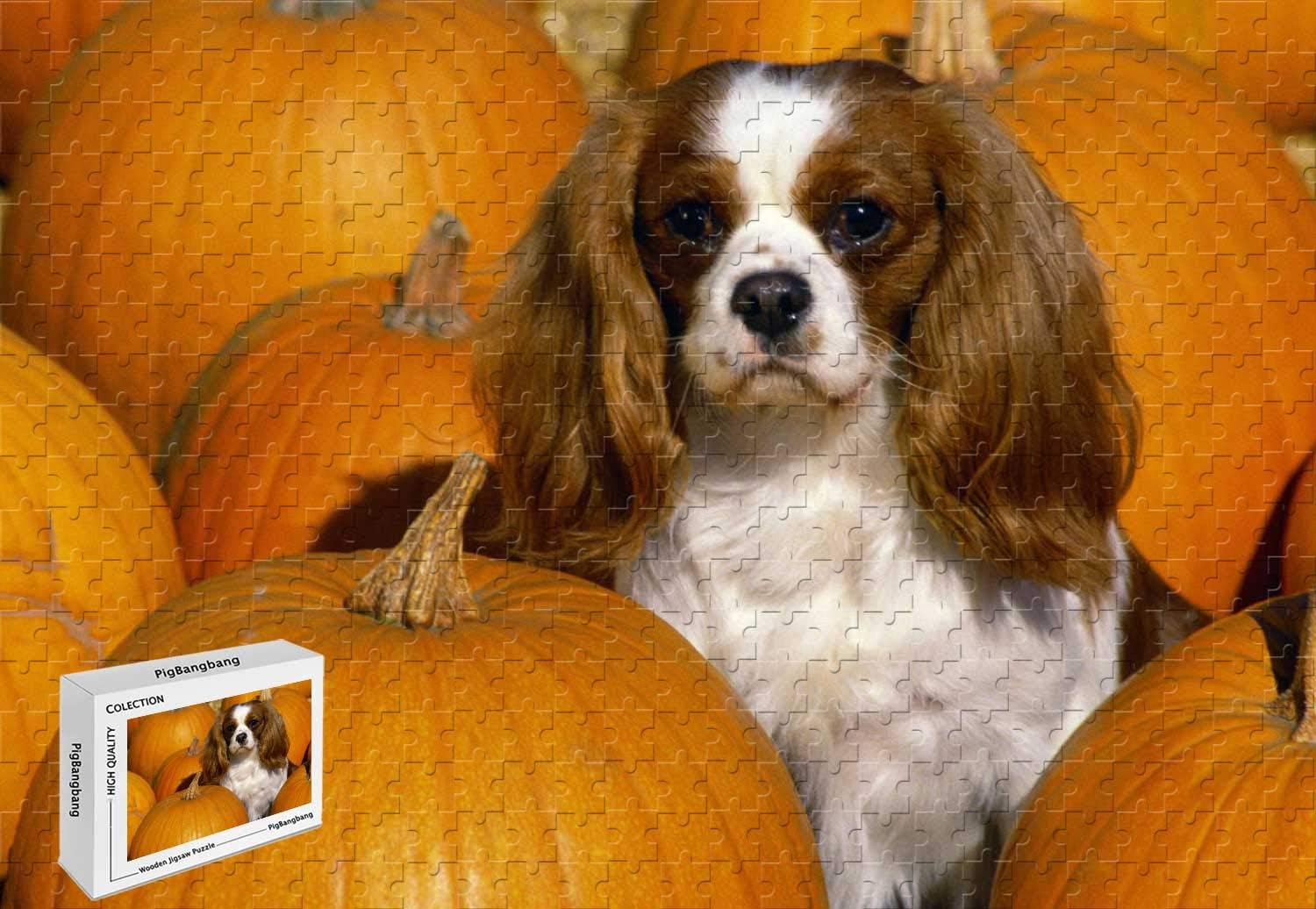 cavalier spaniel size