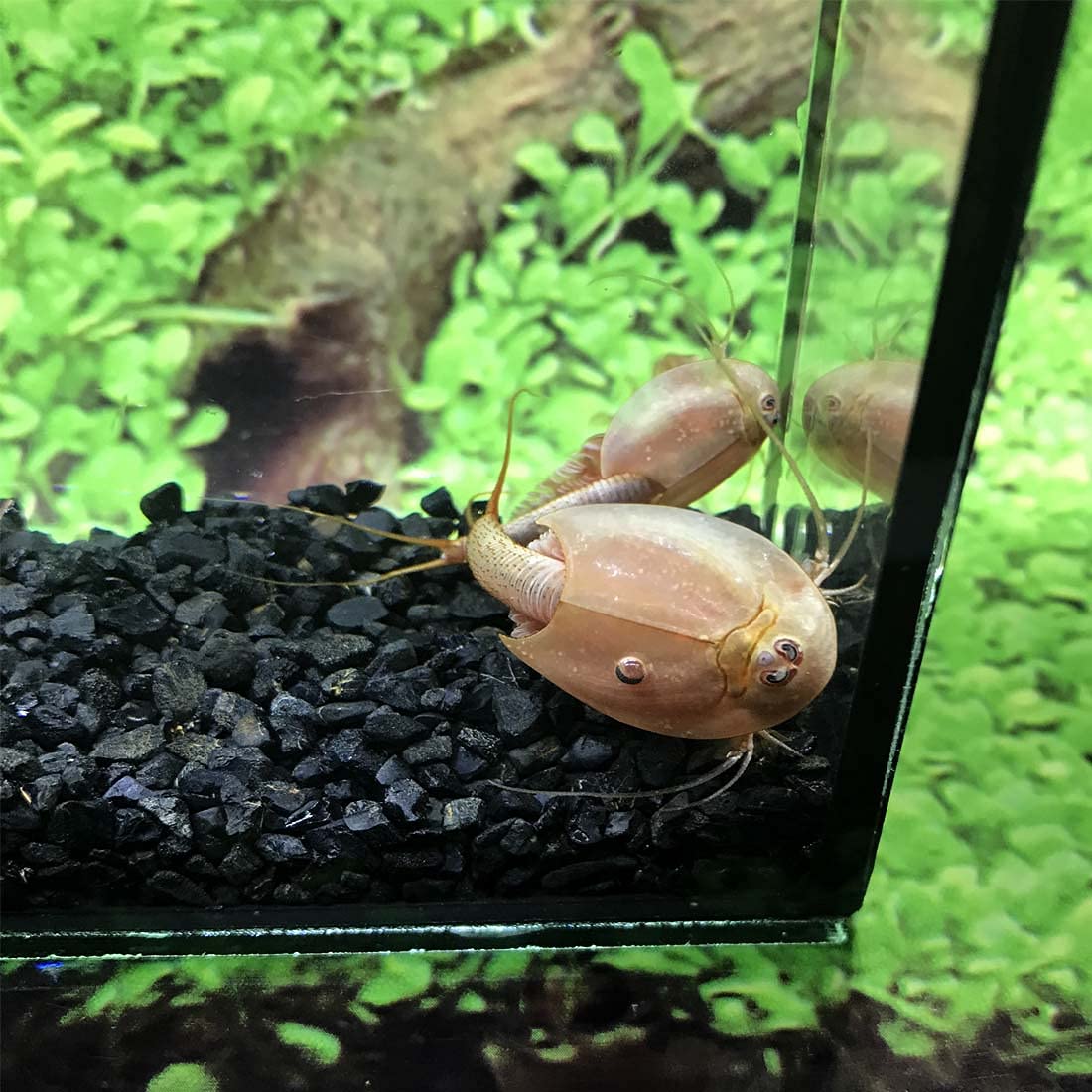 GreenWaterFarm Triops Red Longicaudatus Eggs for Hatching and Culture Suitable to be Pet and Science Project (Pure 200 Eggs)