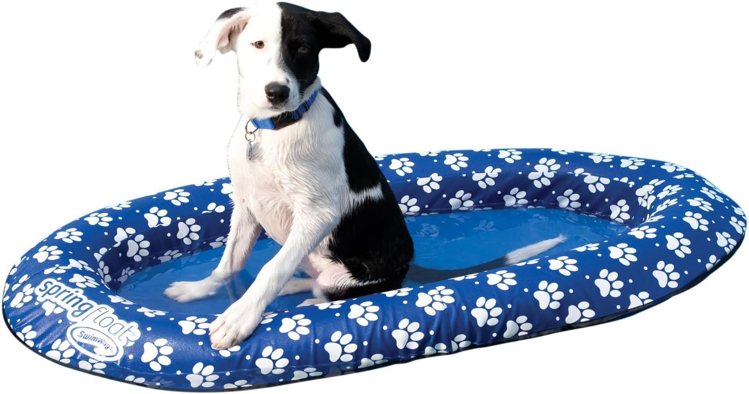 coton de tulear poodle mix for sale